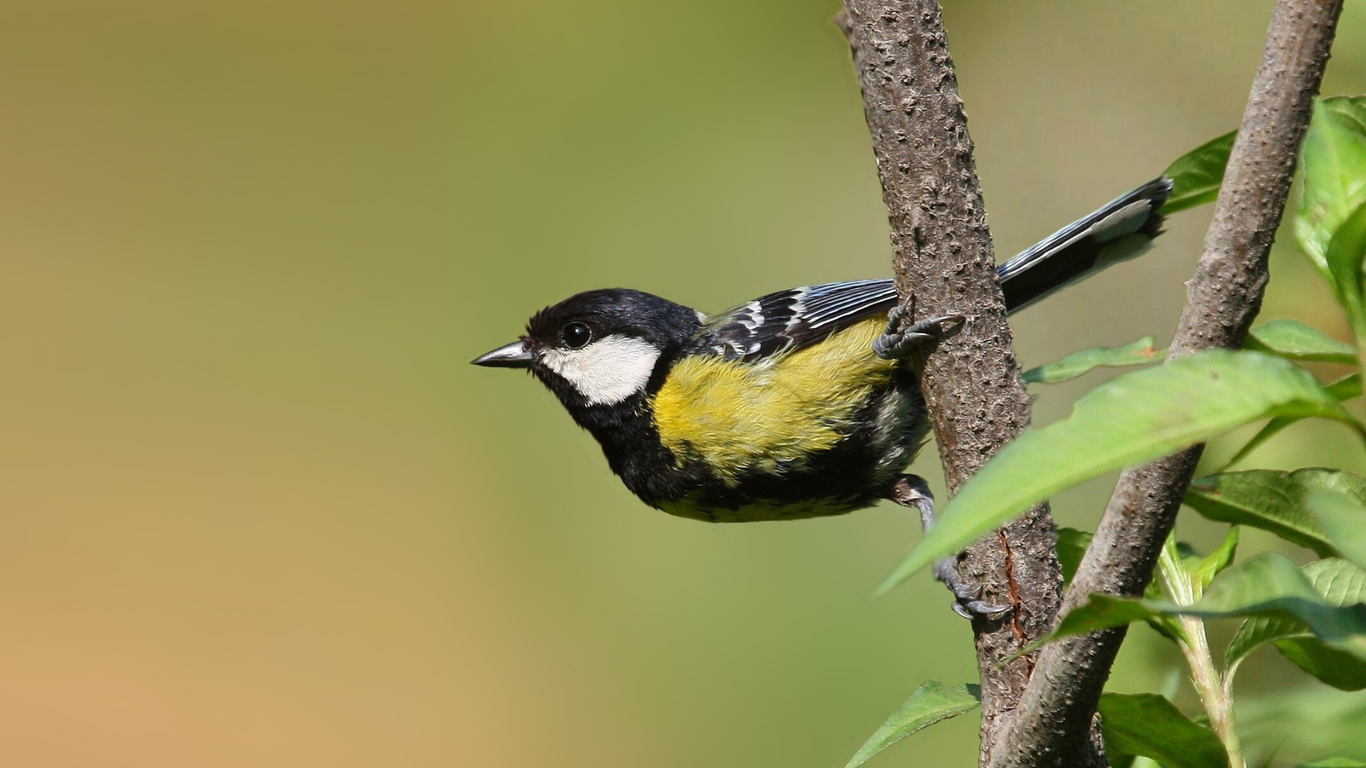 Birding in the Himalayan Foothills