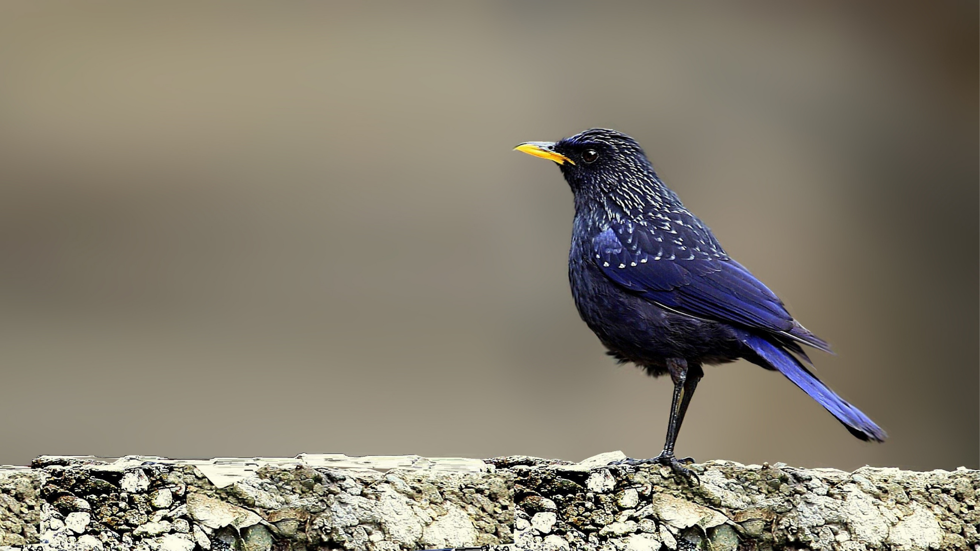 Pangot Birding & Nature Escape Tour