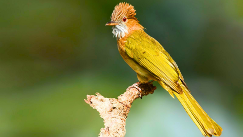 Birdsong Bungalow pangot